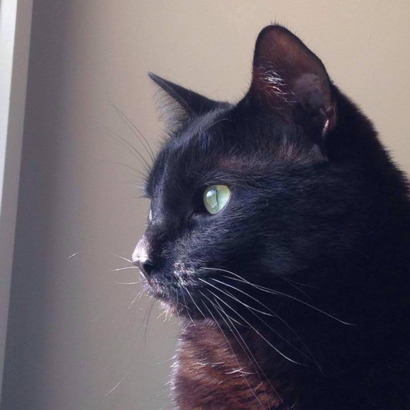 Meet your Posher, Katie - Picture 1 of 1